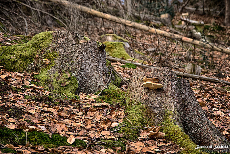 Bernhard Saalfeld - Dhuenn (8v9)
